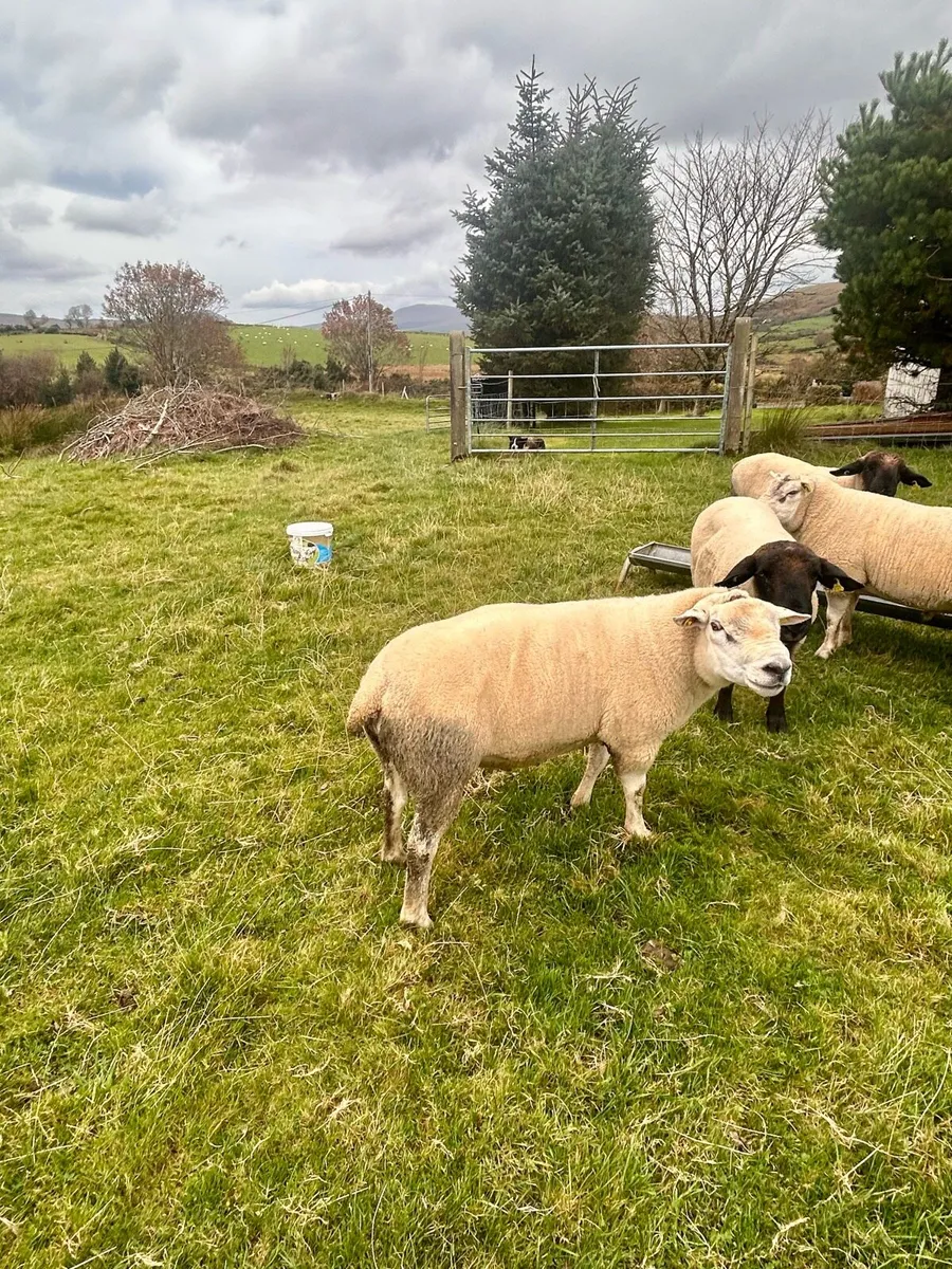 Texel Ram - Image 2