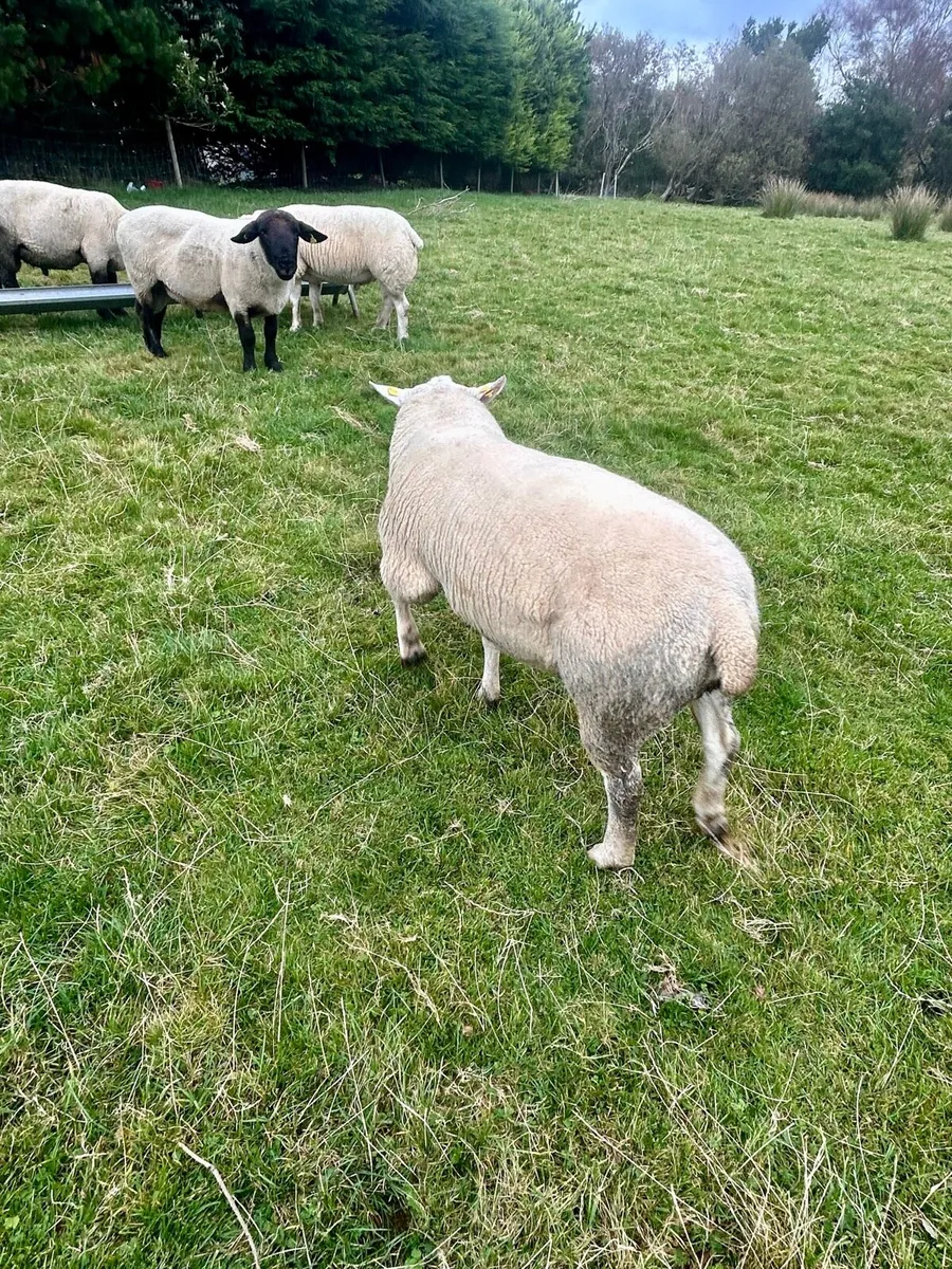 Texel Ram - Image 3
