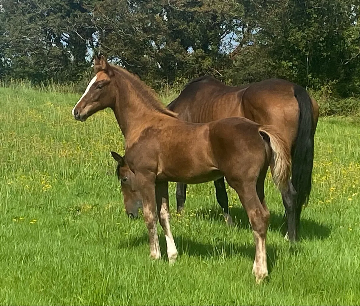 Colt foal - Image 1