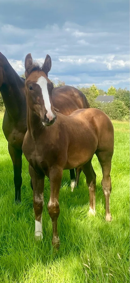 Colt foal - Image 2