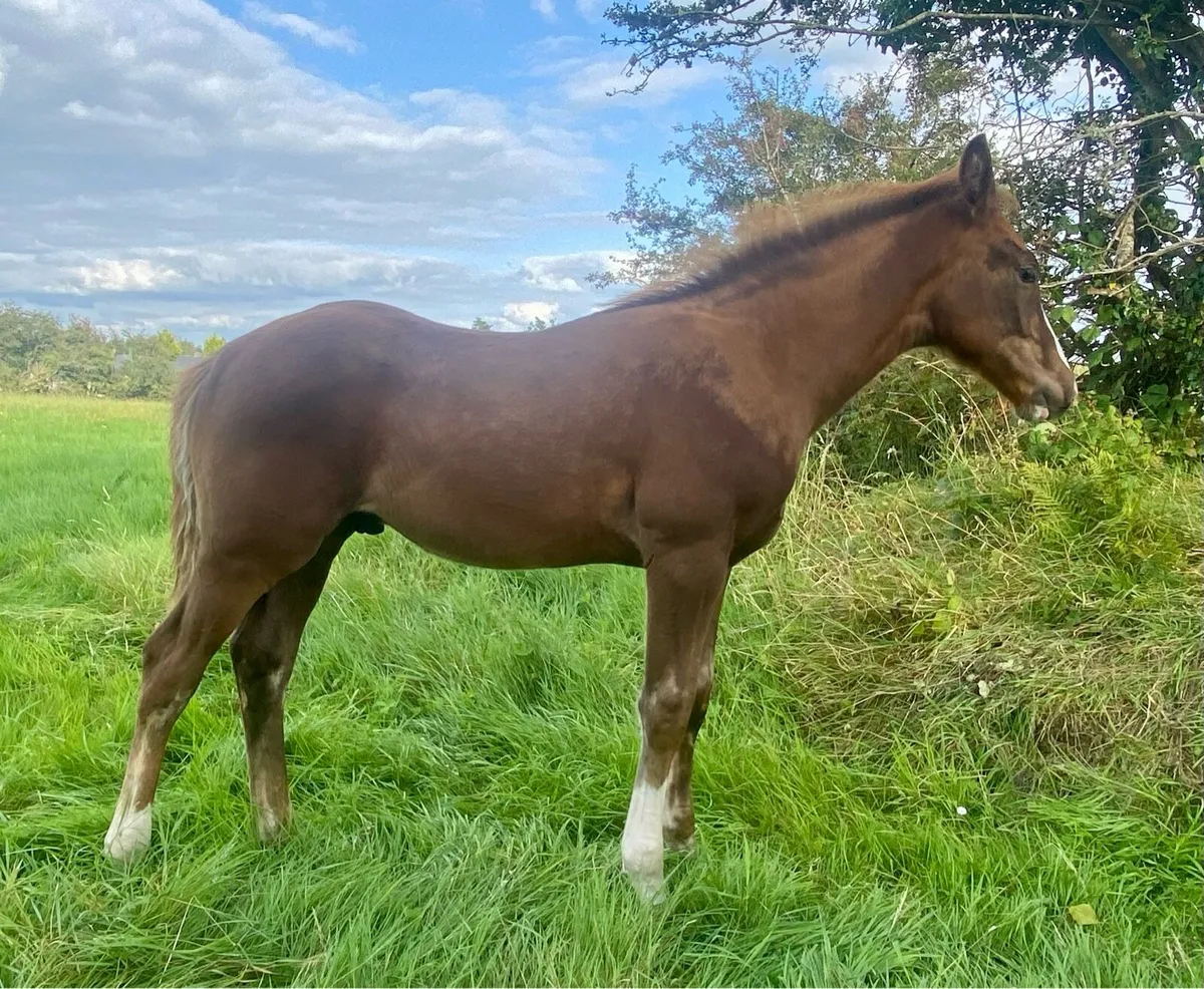 Colt foal - Image 3