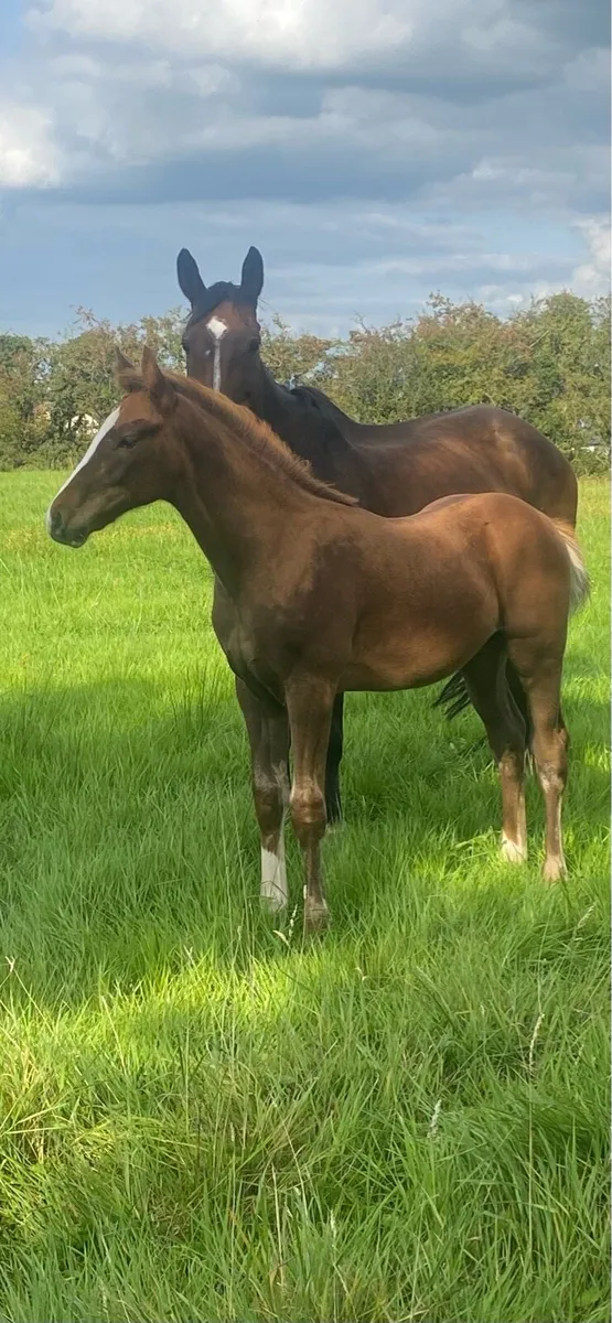 Colt foal - Image 4