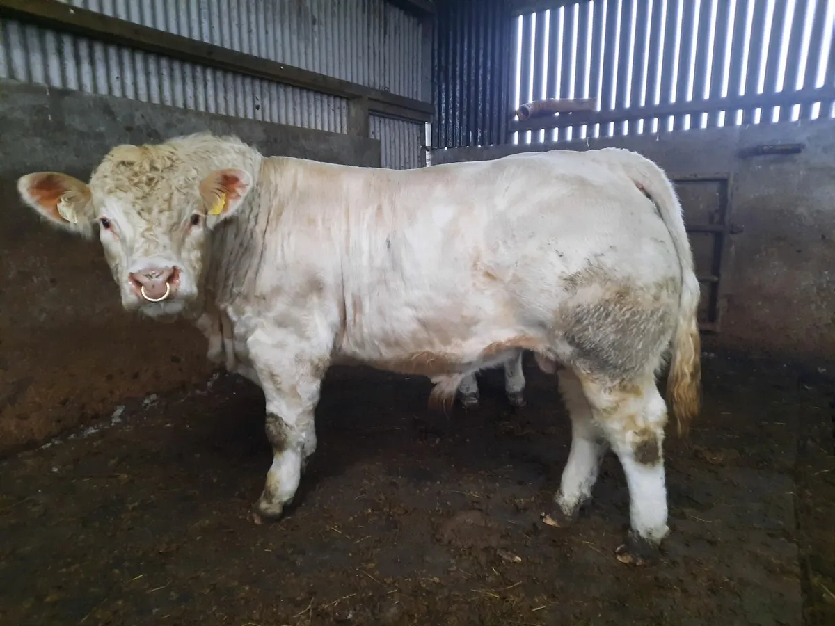 Pbr charolais bull - Image 1