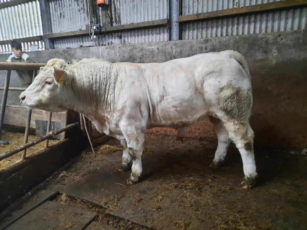 Pbr charolais bull - Image 2