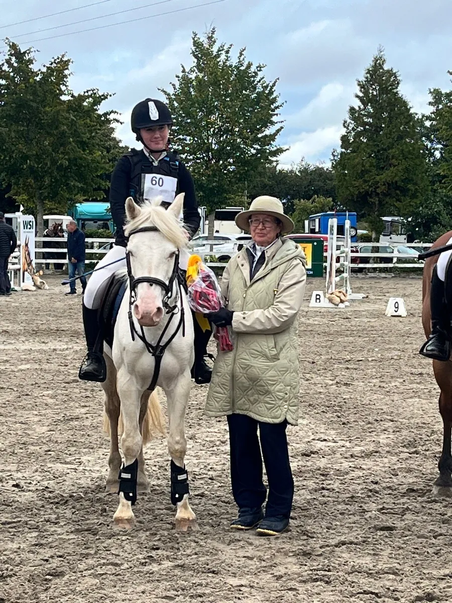 138 Cromello show jumping pony - Image 2