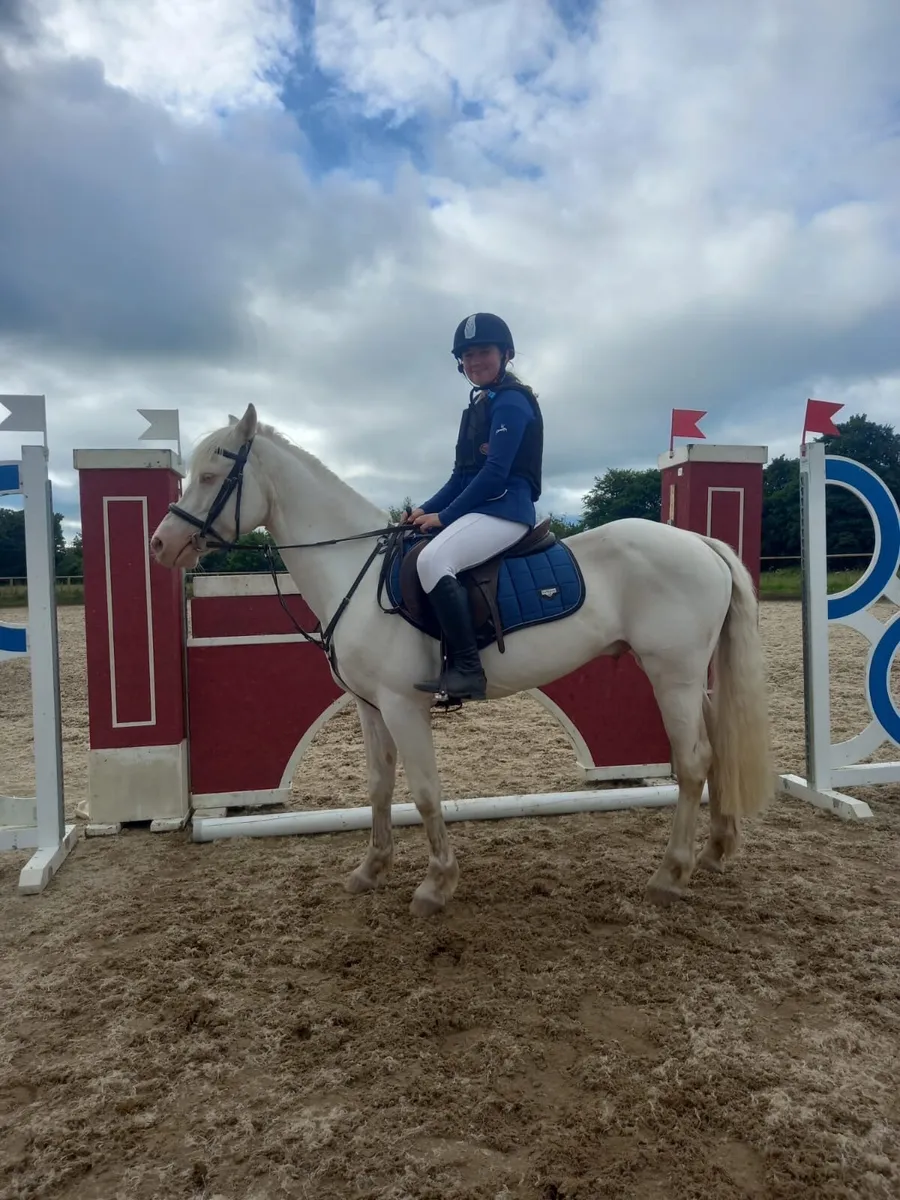 138 Cromello show jumping pony - Image 1