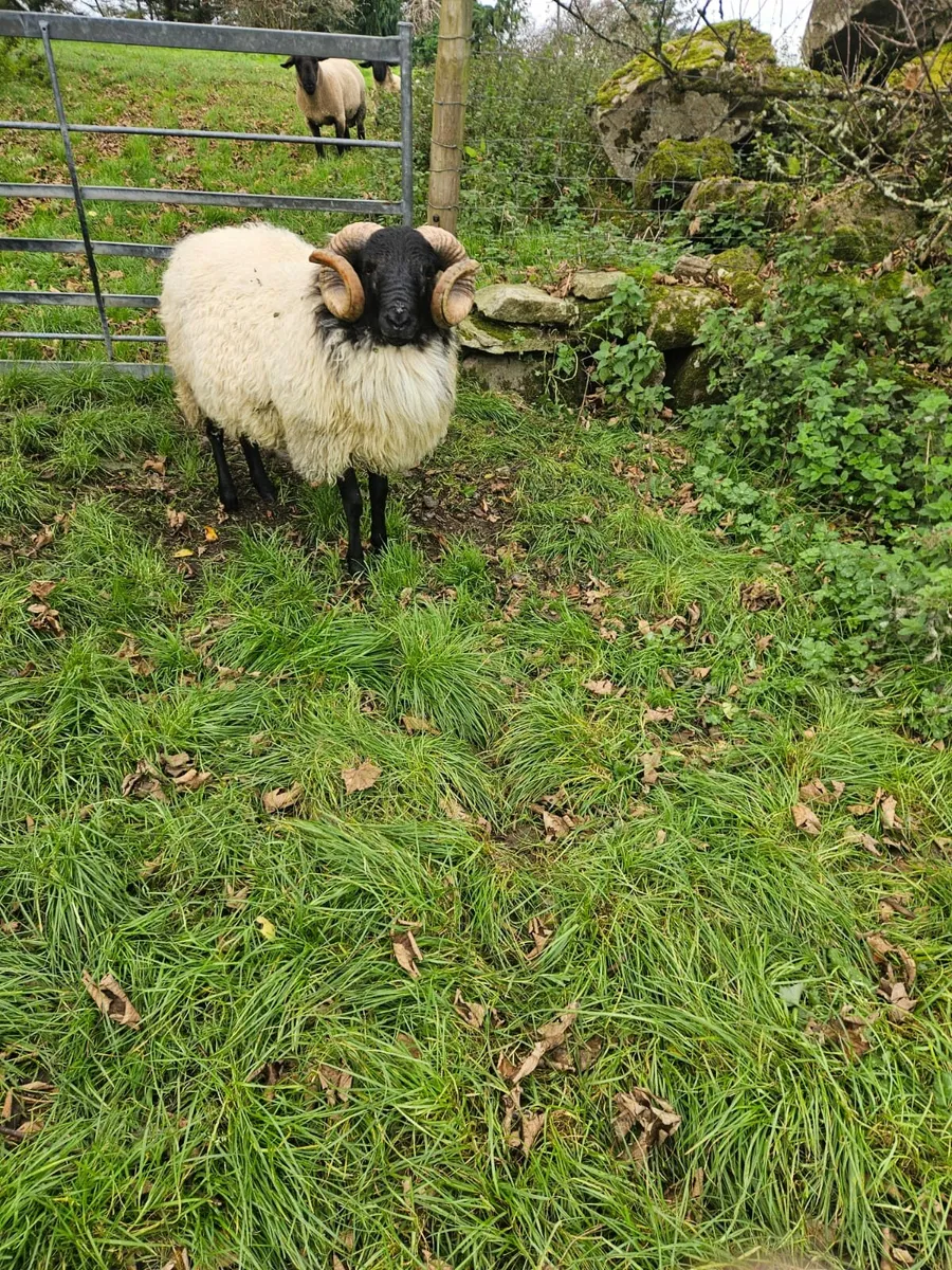 Blackface mountain hogget ram - Image 1