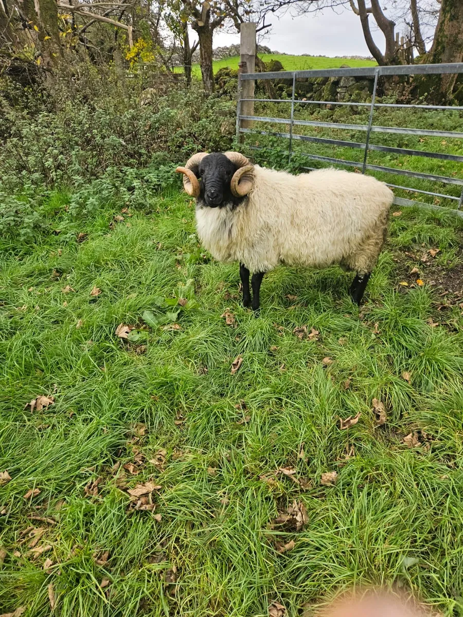 Blackface mountain hogget ram - Image 2