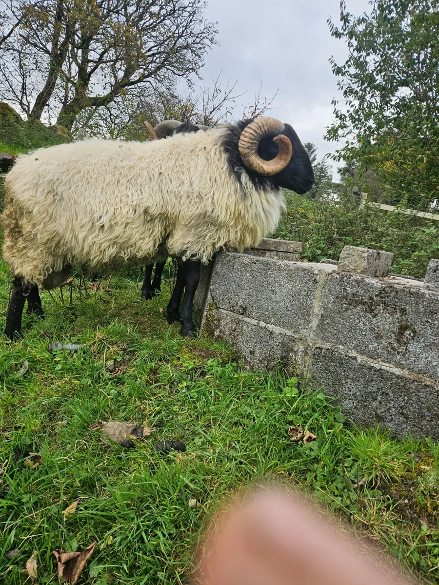 Blackface mountain hogget ram - Image 3