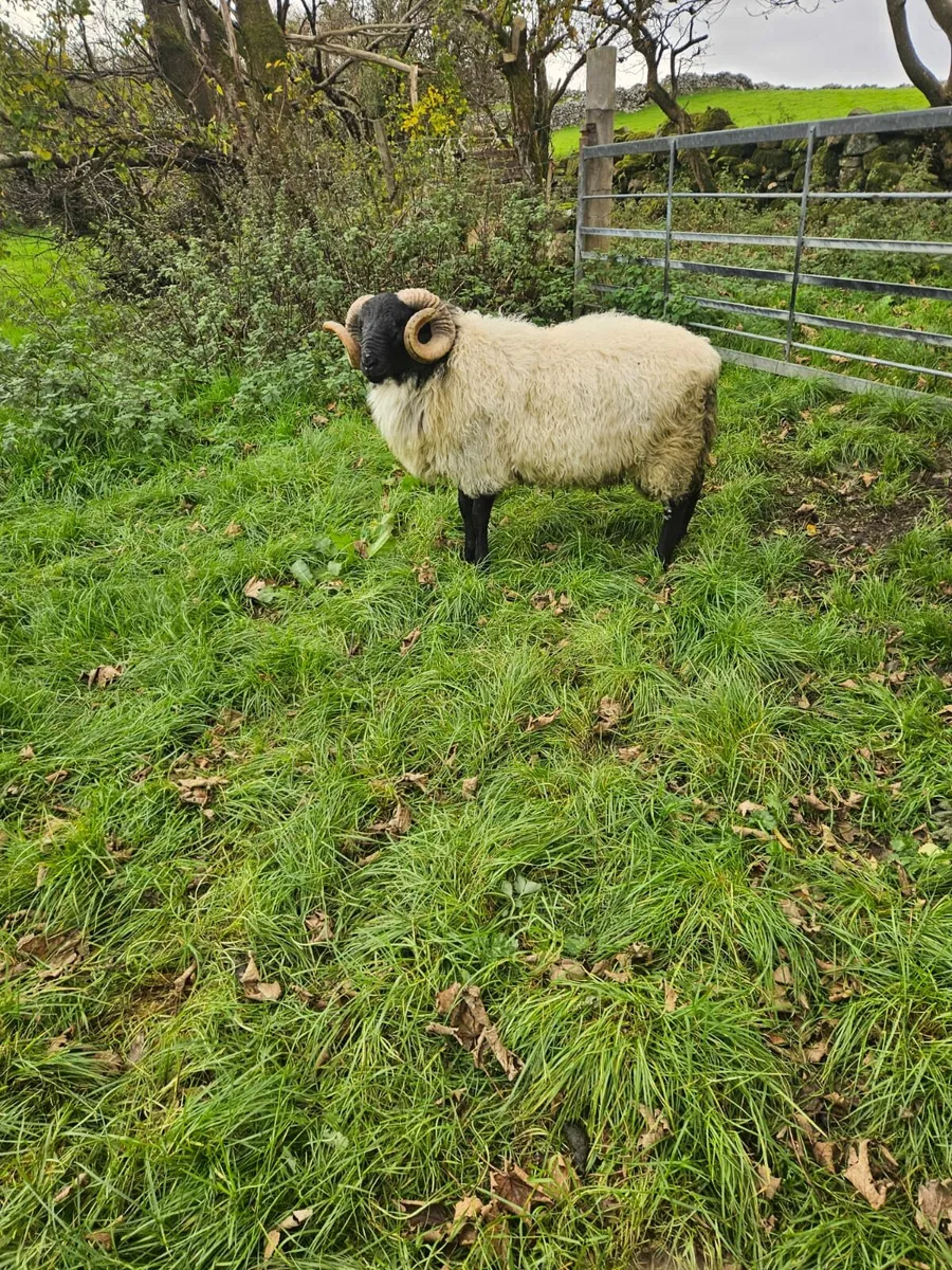 Blackface mountain hogget ram - Image 4