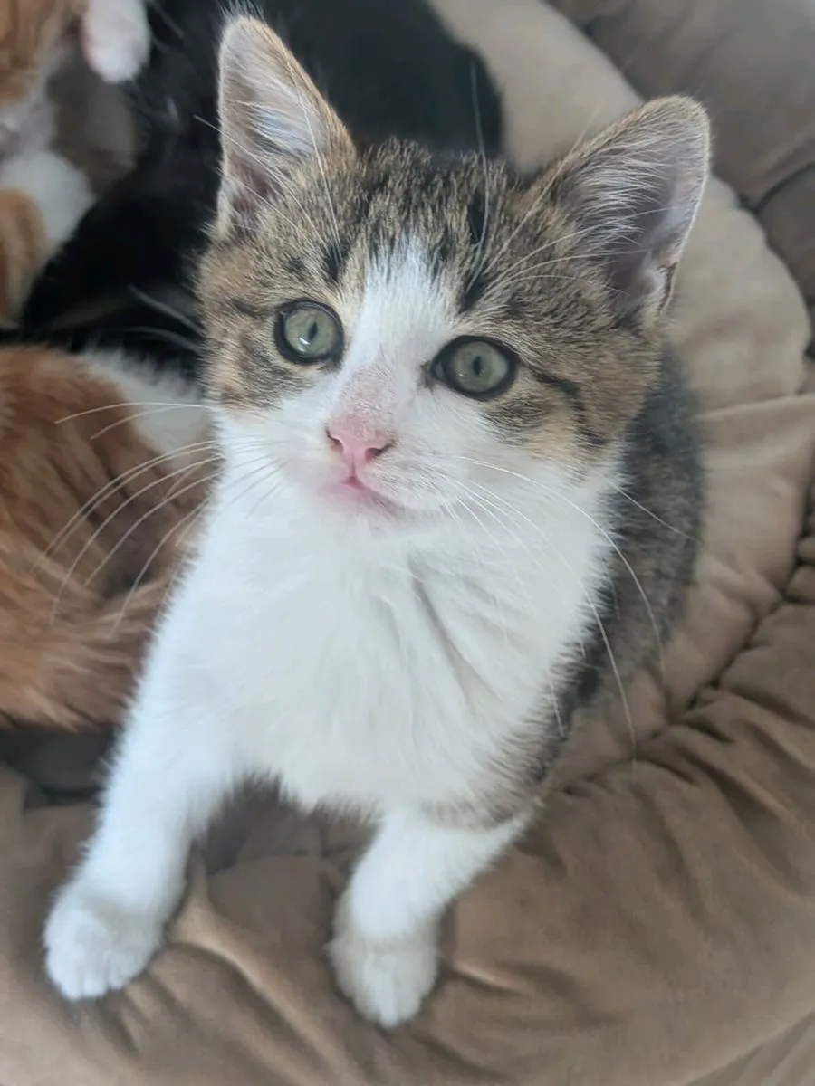 Kitten