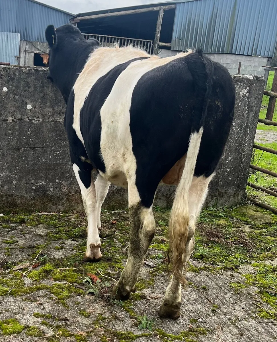 British Friesian bullock - Image 2
