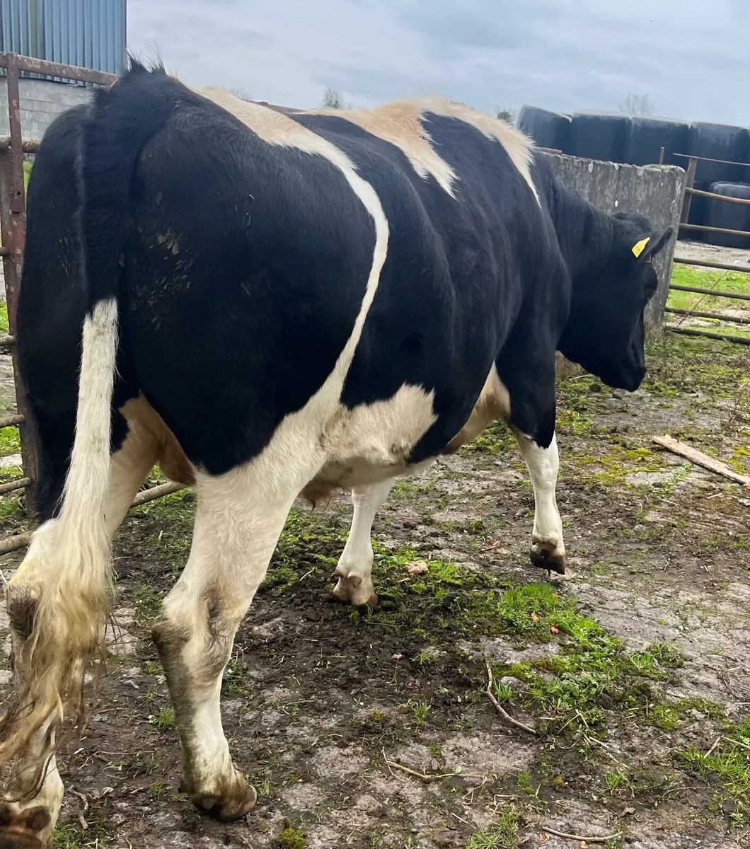 British Friesian bullock - Image 1