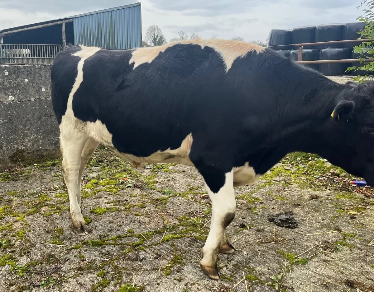British Friesian bullock - Image 3