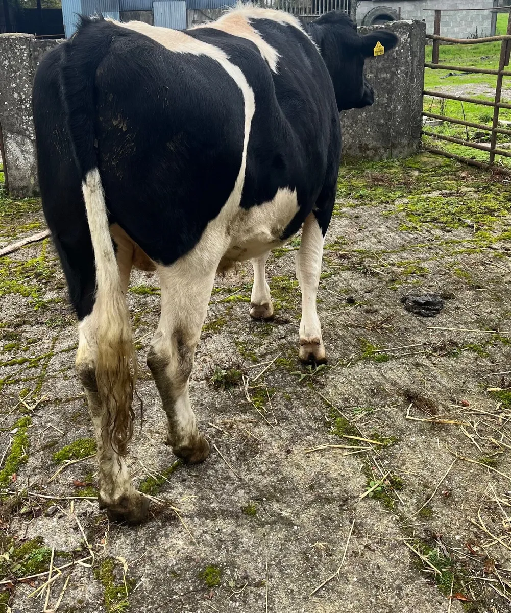 British Friesian bullock - Image 4