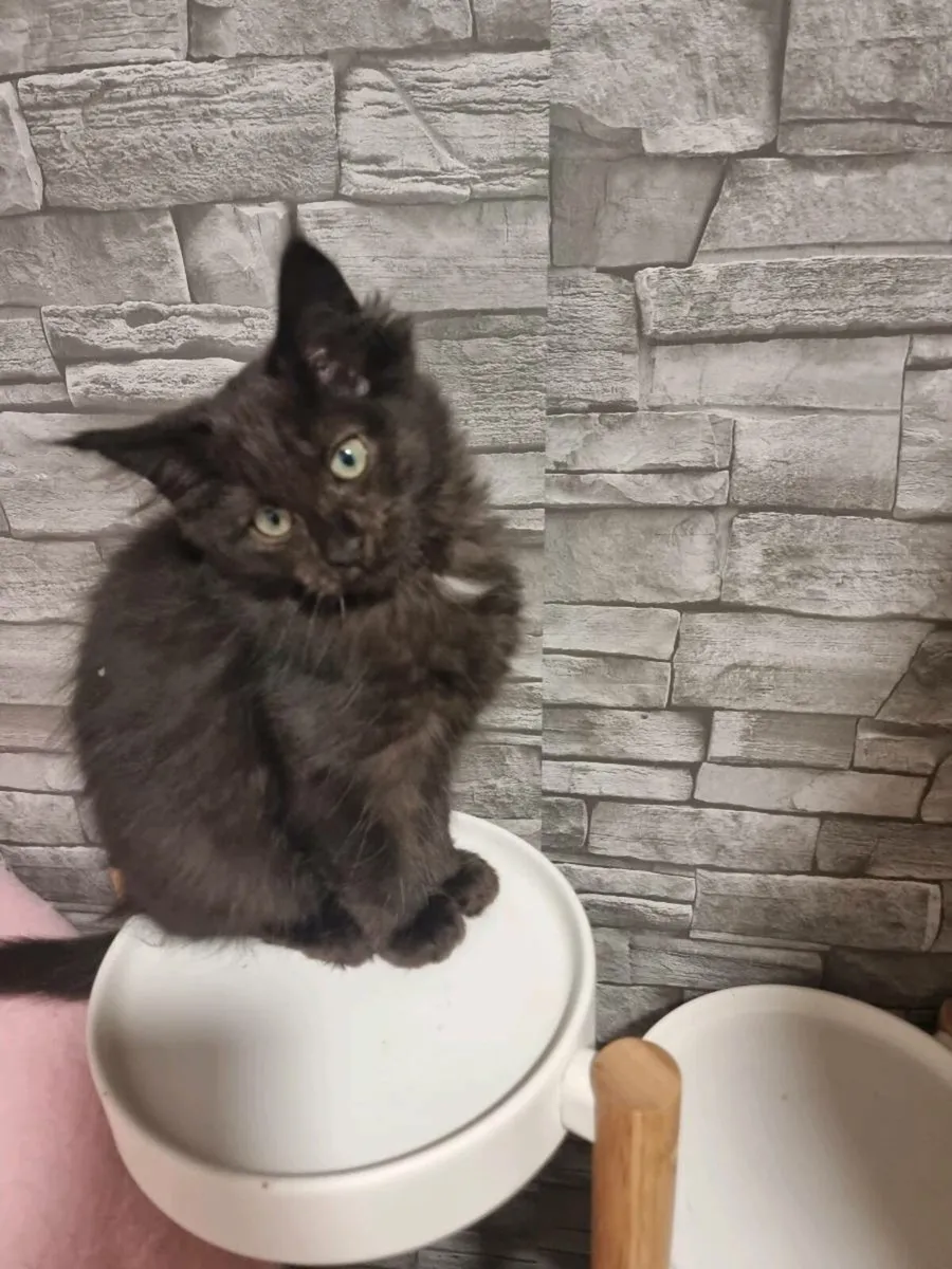 Ragcoons💥 One female available😻 - Image 1
