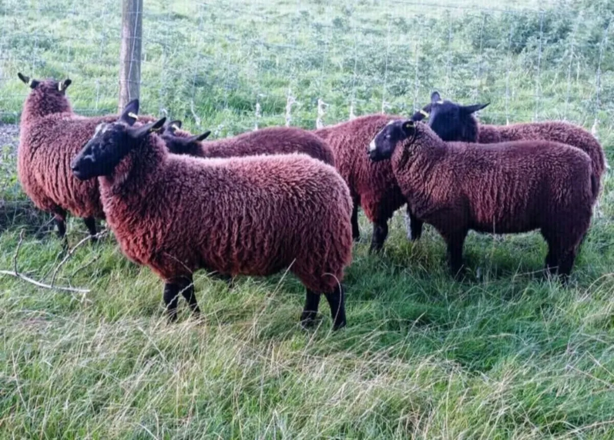 Black Ewe Lambs