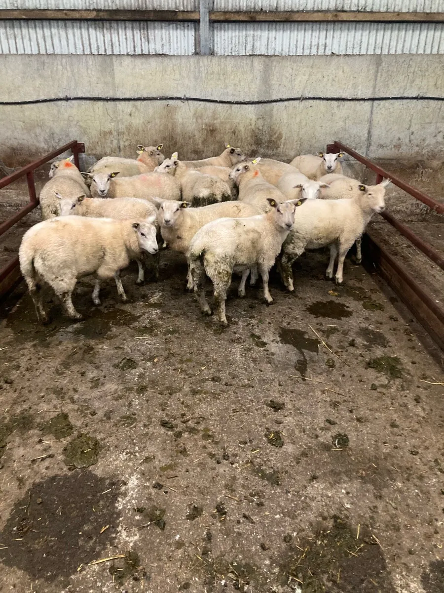 Store lambs