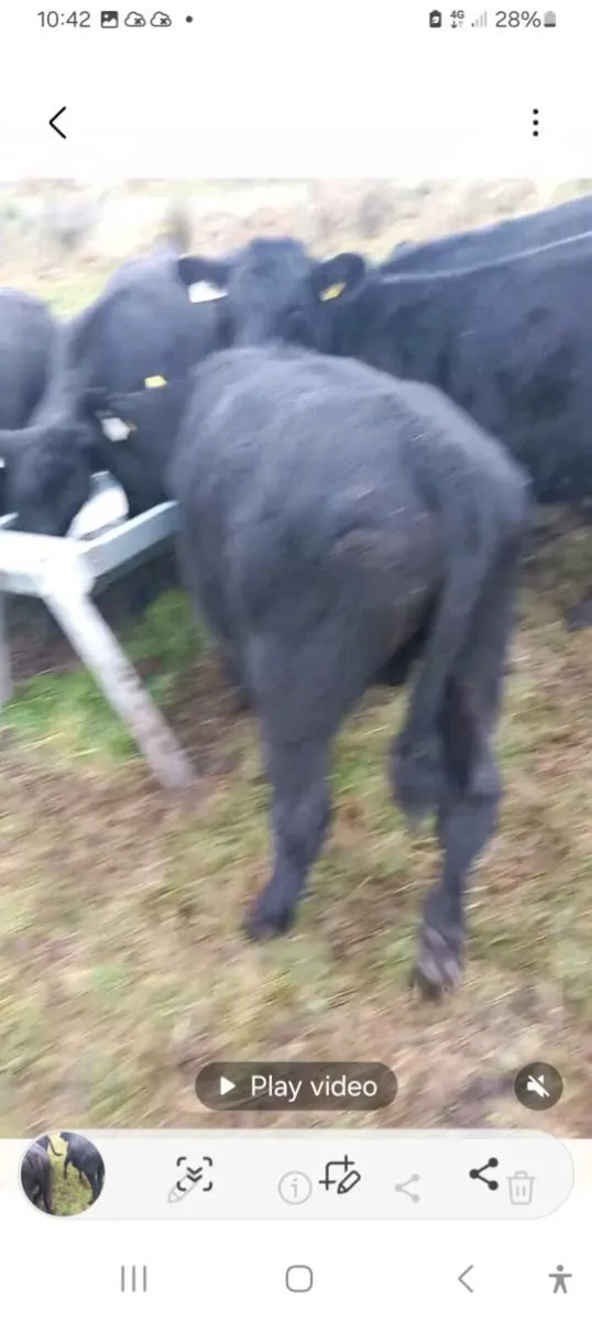 Weanlings - Image 2