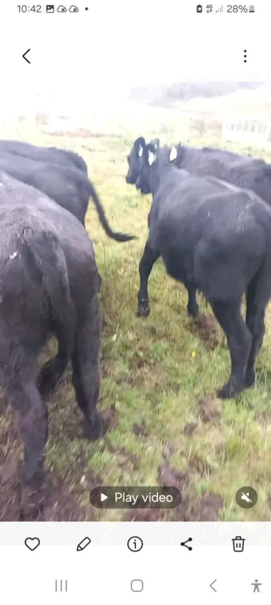 Weanlings - Image 3
