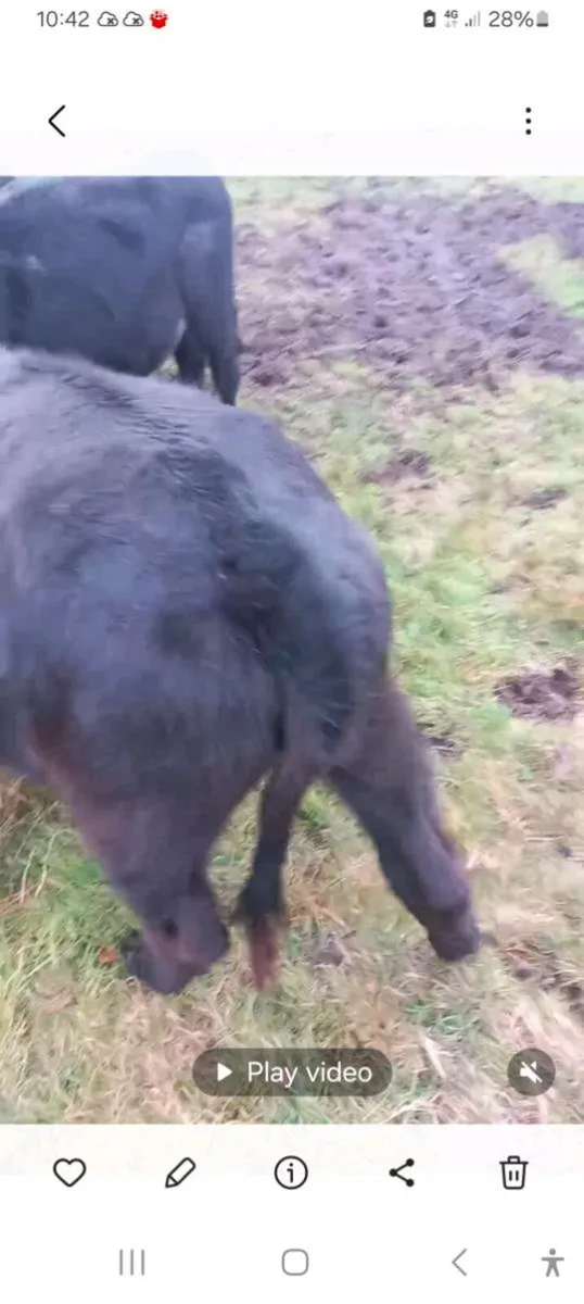 Weanlings - Image 4