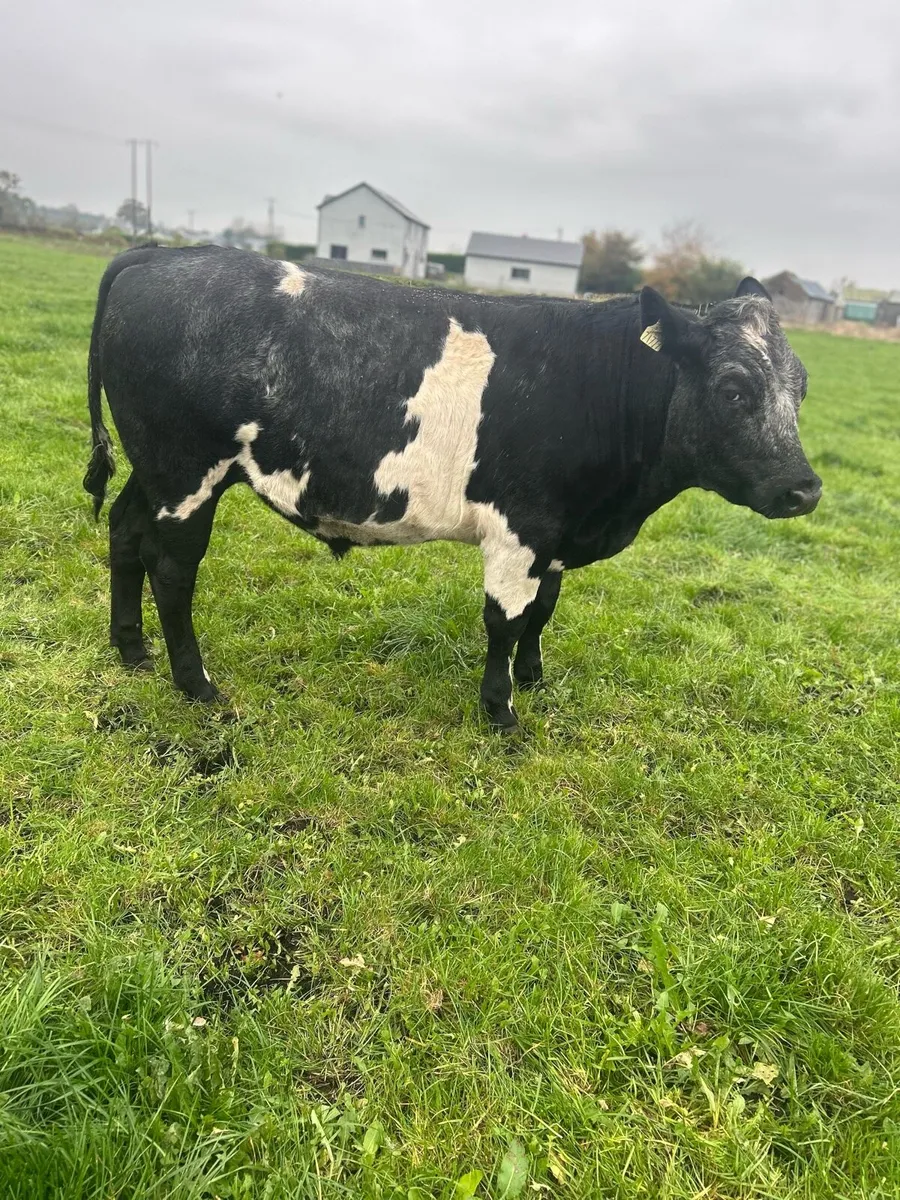 💥20 AAX bullocks💥 - Image 2
