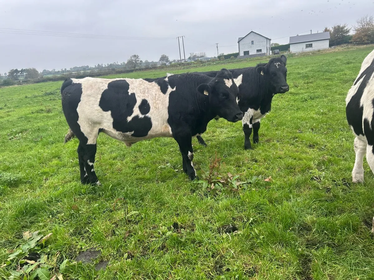 💥20 AAX bullocks💥 - Image 3