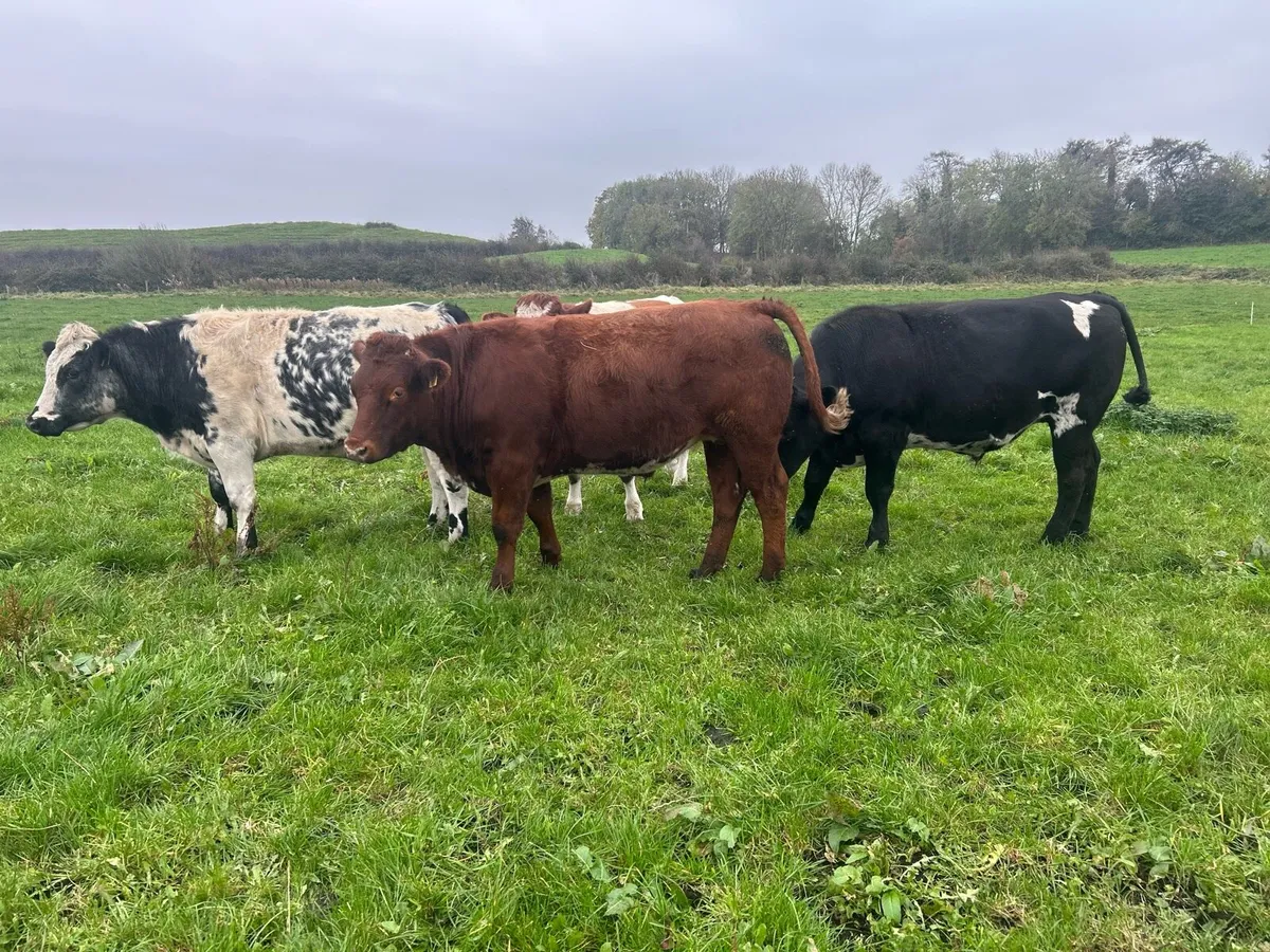 💥20 AAX bullocks💥 - Image 4