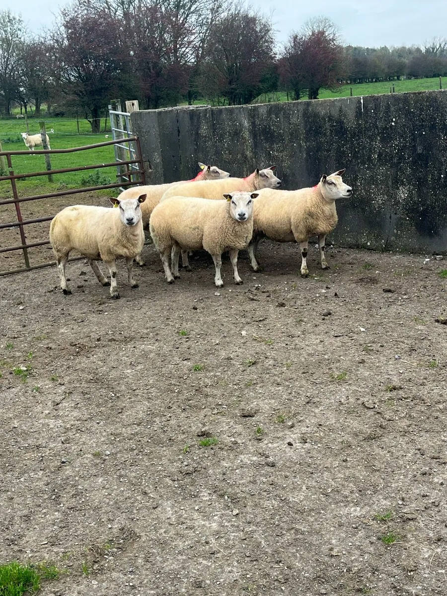 💥5 show quality ewes 💥 - Image 1