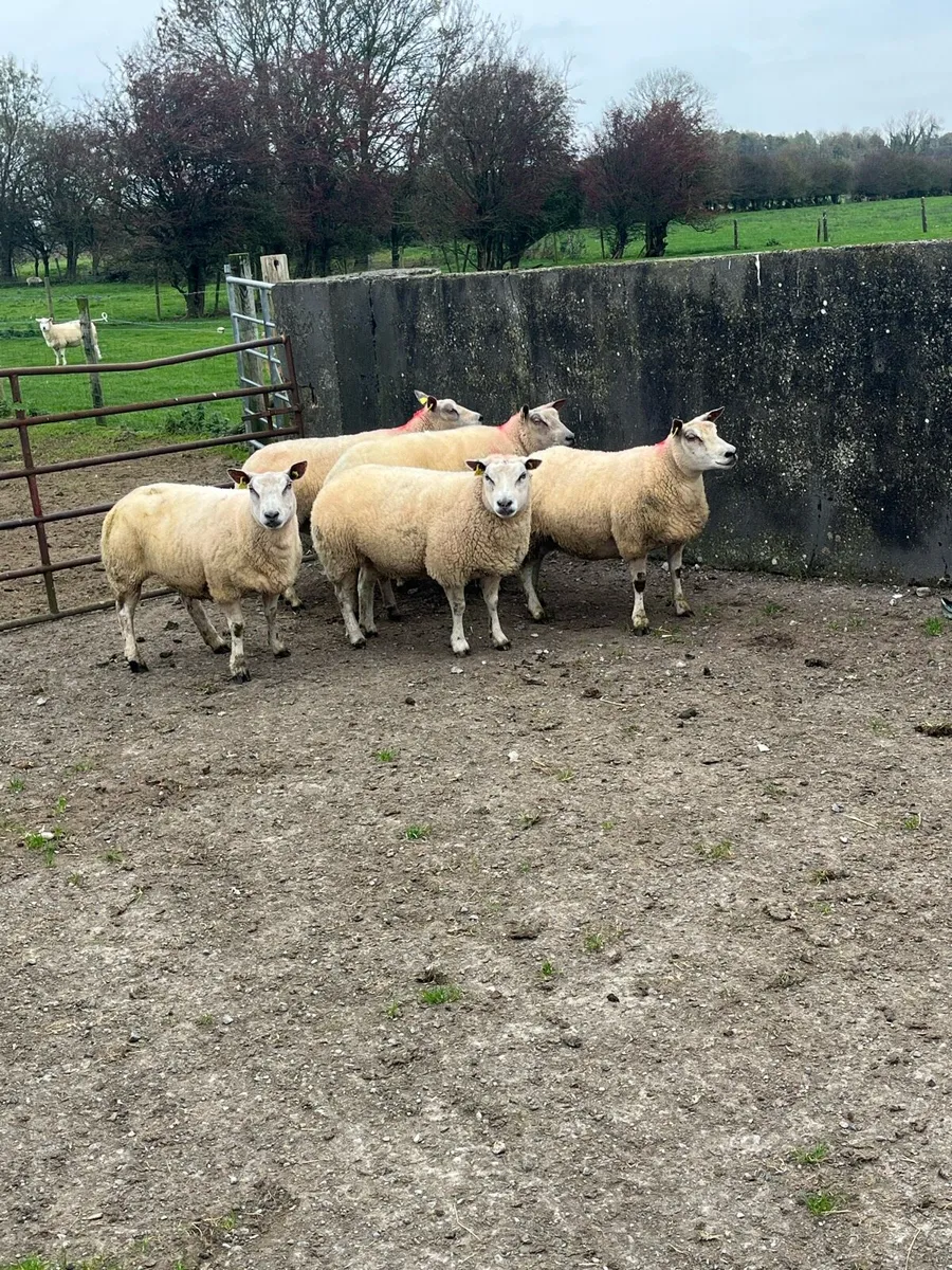 💥5 show quality ewes 💥 - Image 2