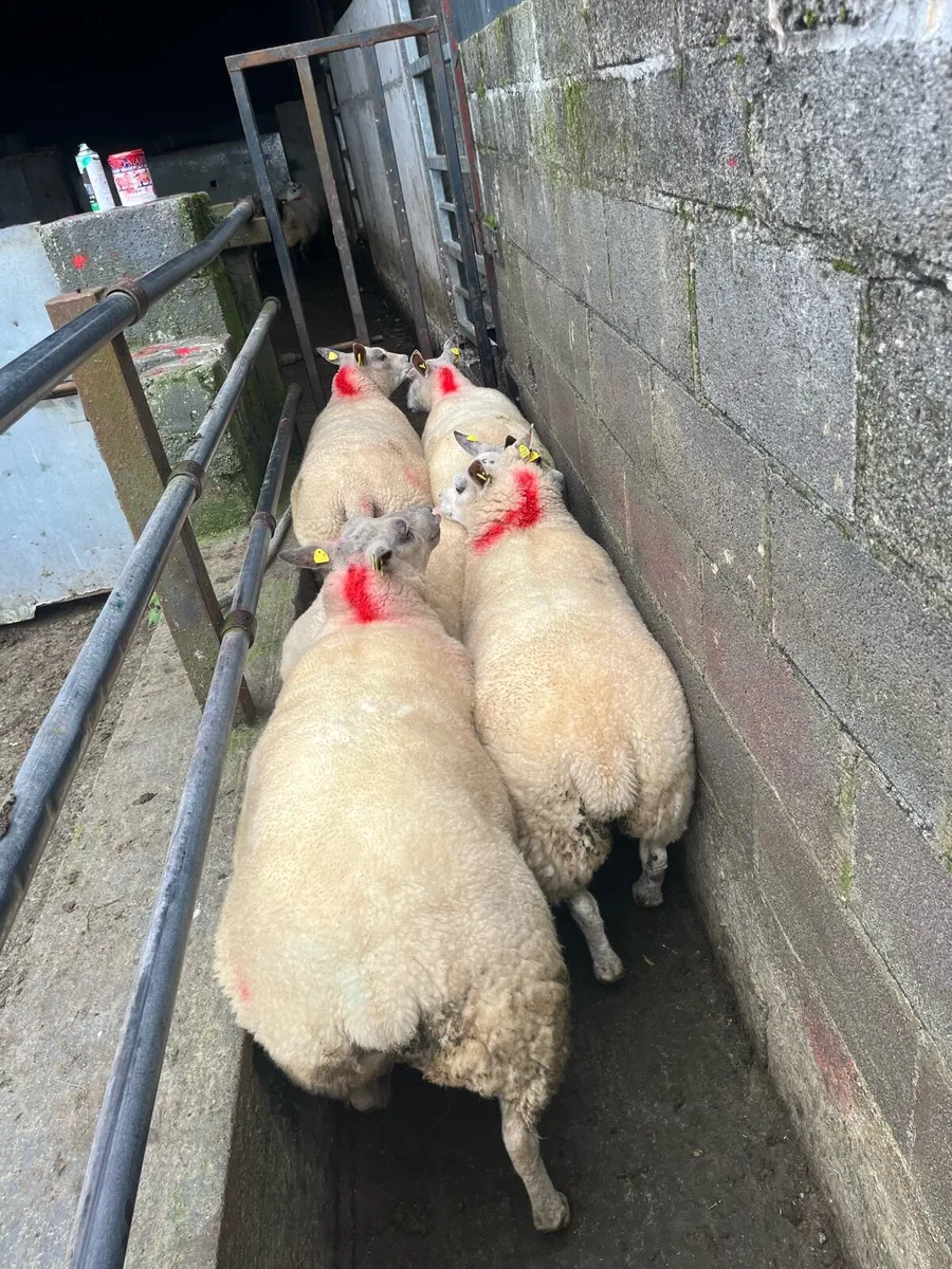 💥5 show quality ewes 💥 - Image 3