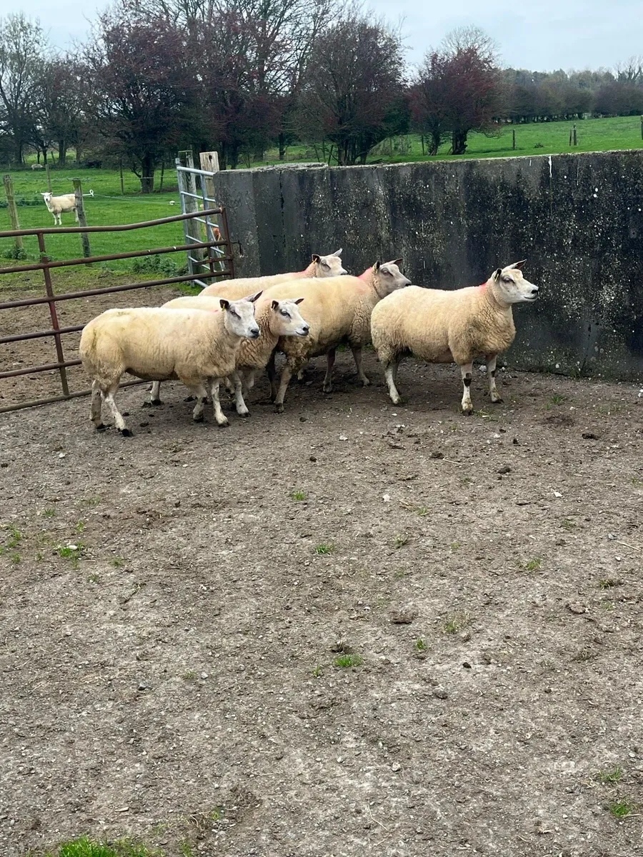 💥5 show quality ewes 💥 - Image 4