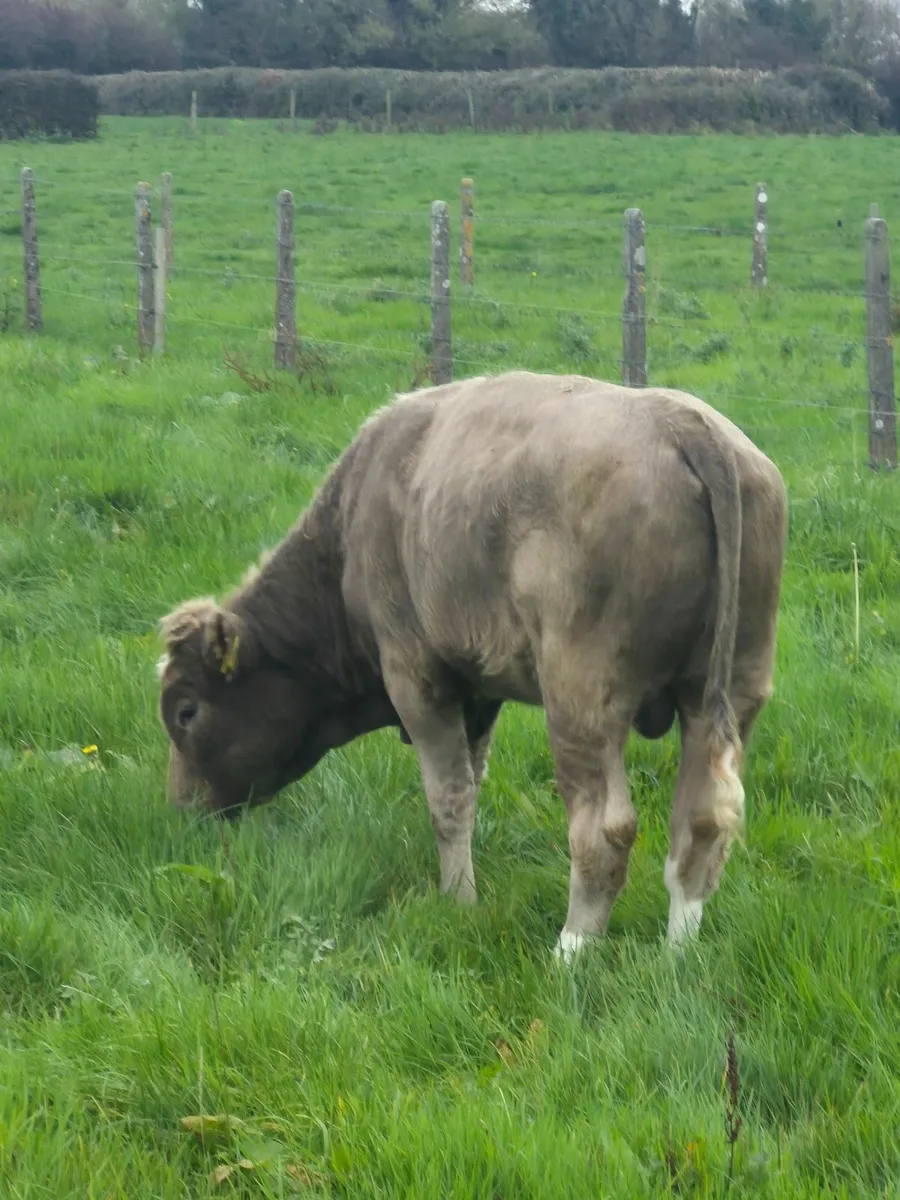 Bull - Image 1