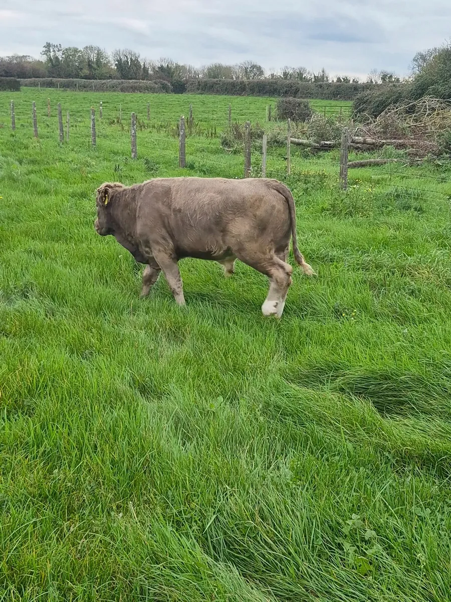 Bull - Image 2