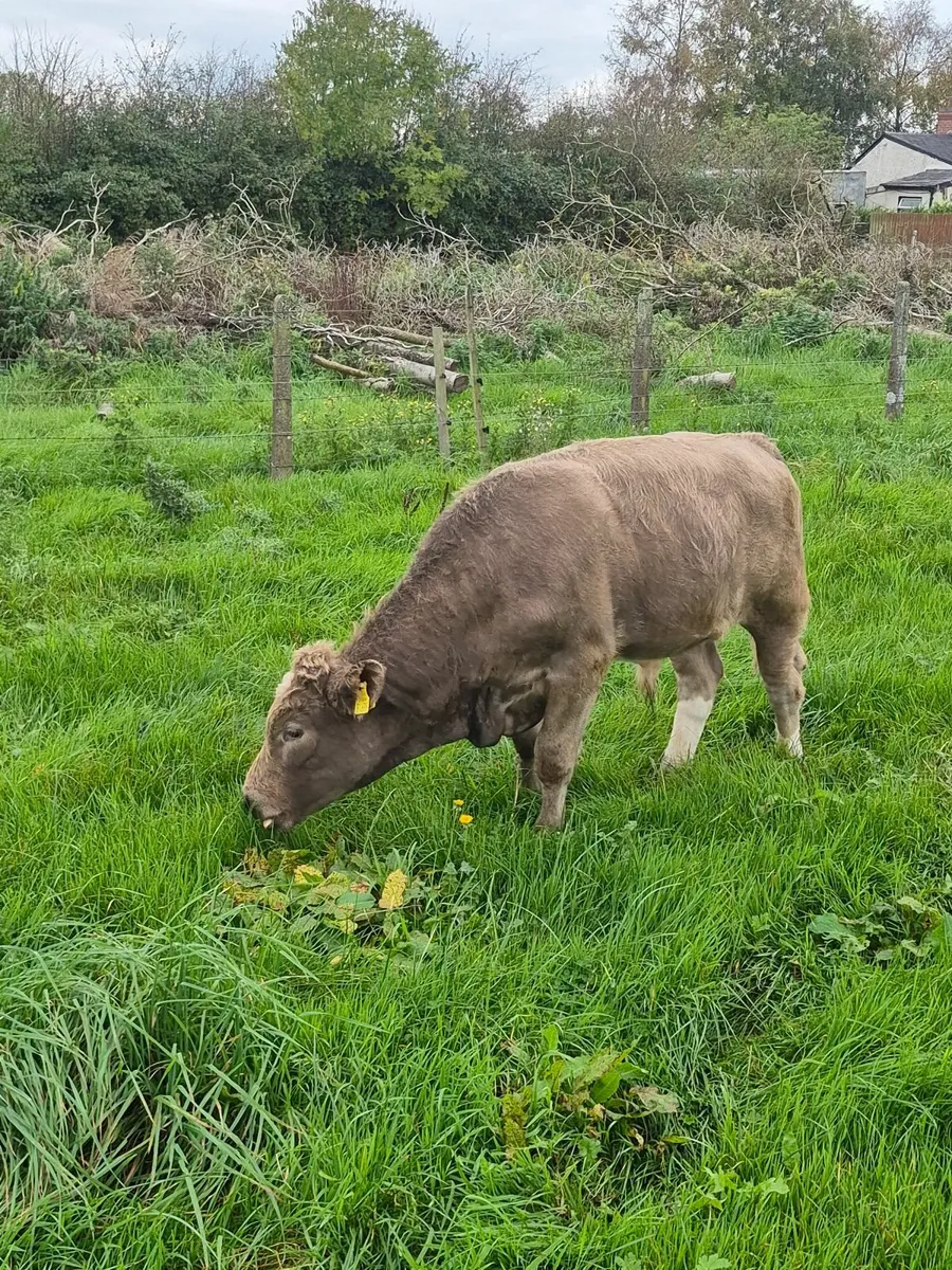 Bull - Image 3