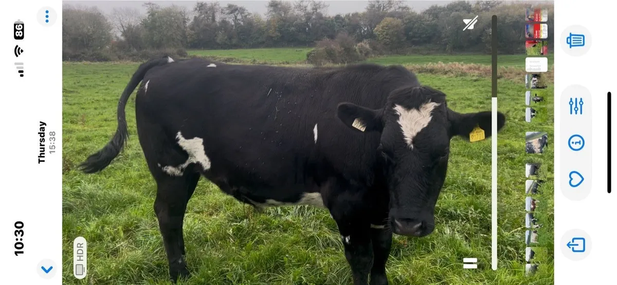 💥20 AAX bullocks💥 - Image 1