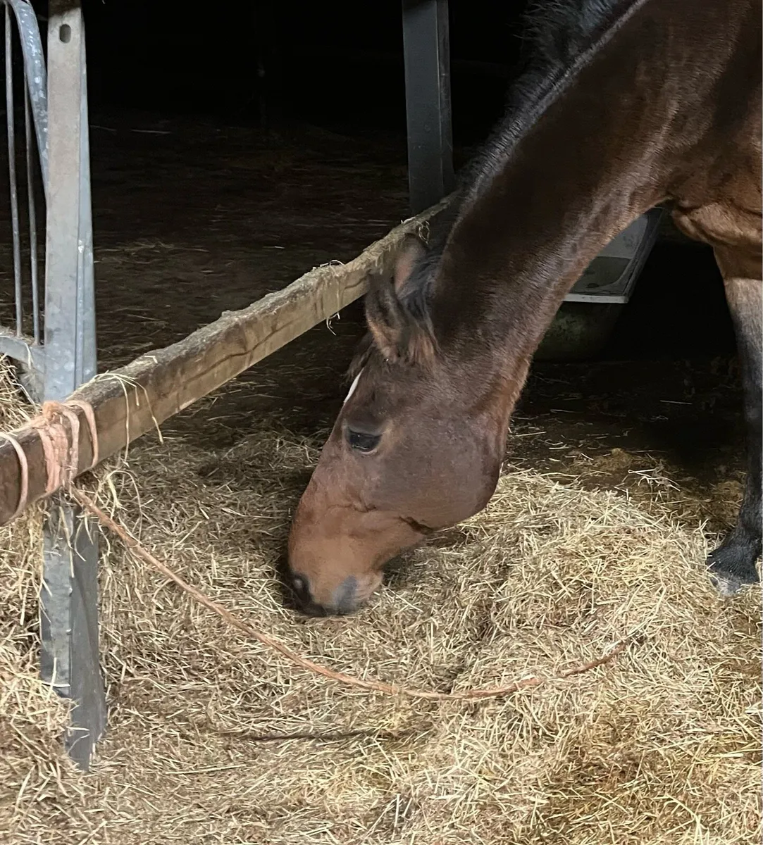 Two quiet mares
