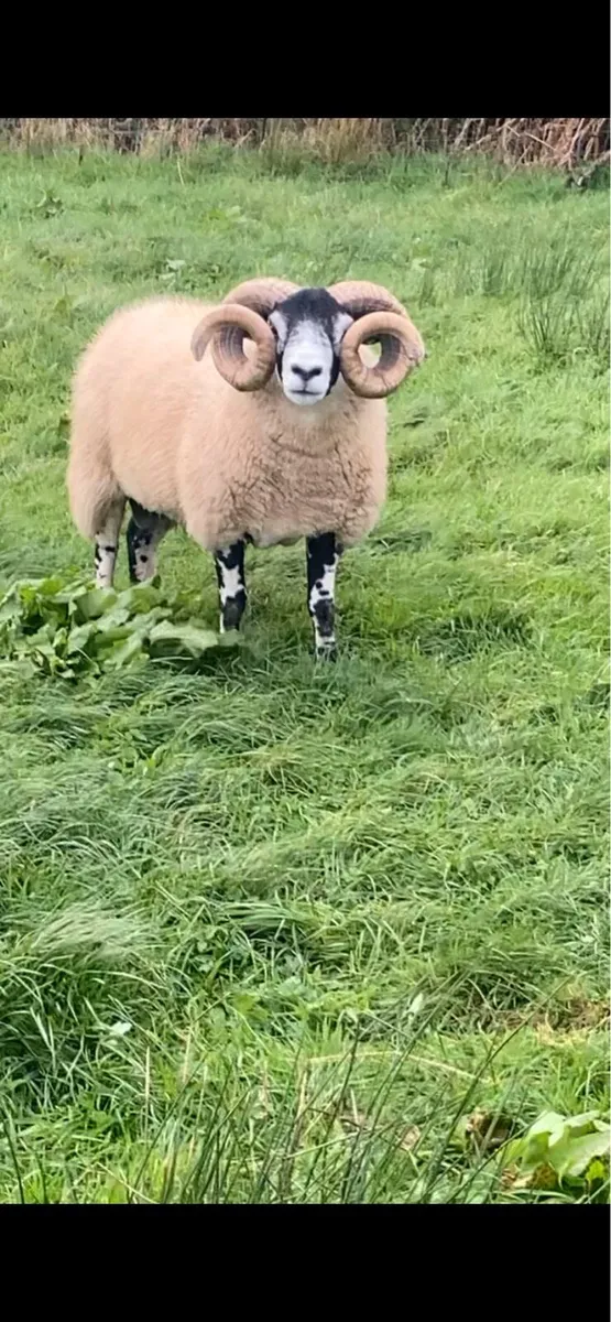 Sheep - Image 1