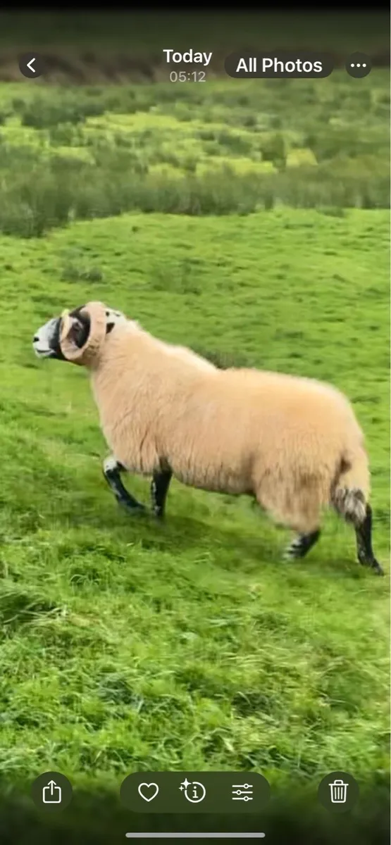 Sheep - Image 2