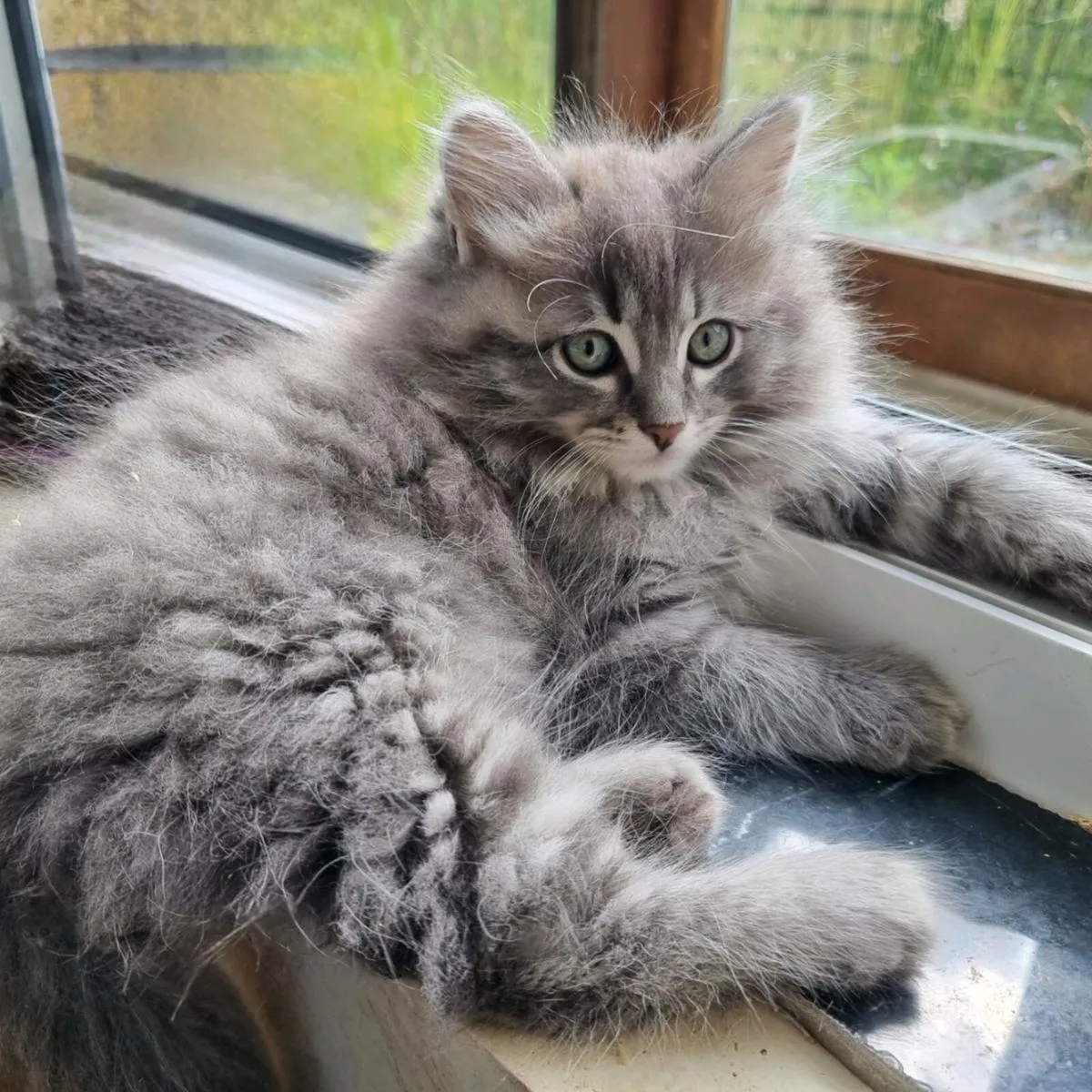 Siberian kittens - Image 3