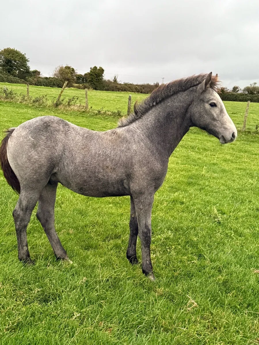 6 month old Connemara Colt - Image 1