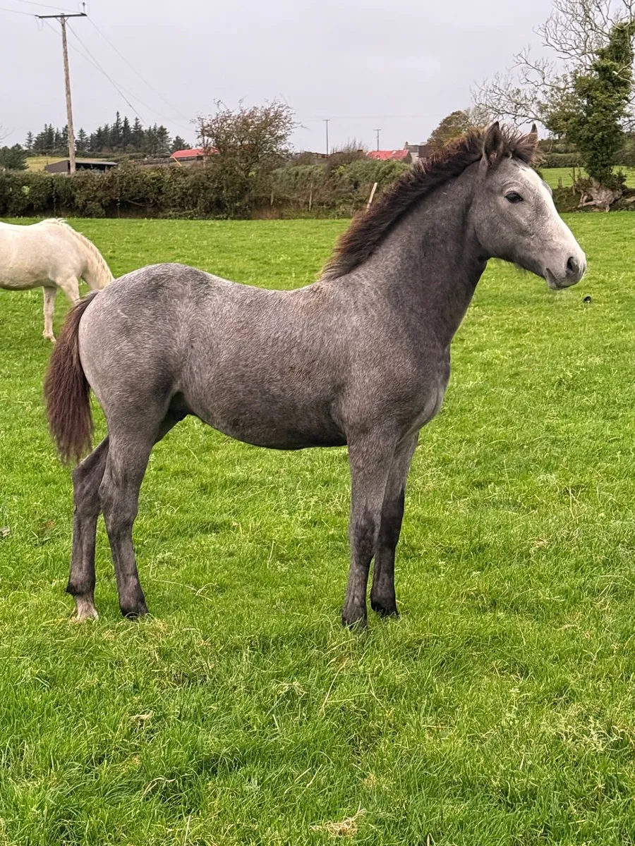 6 month old Connemara Colt - Image 2