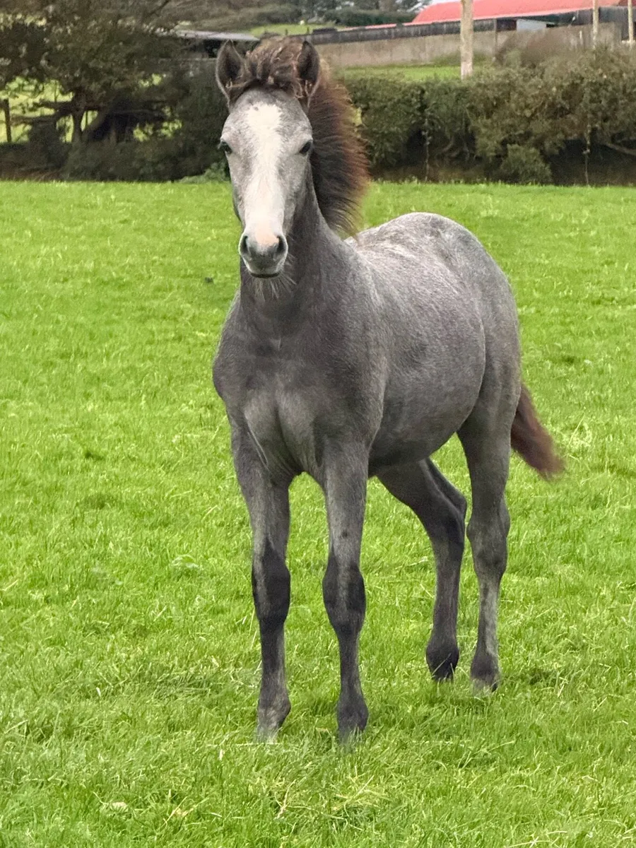 6 month old Connemara Colt - Image 3