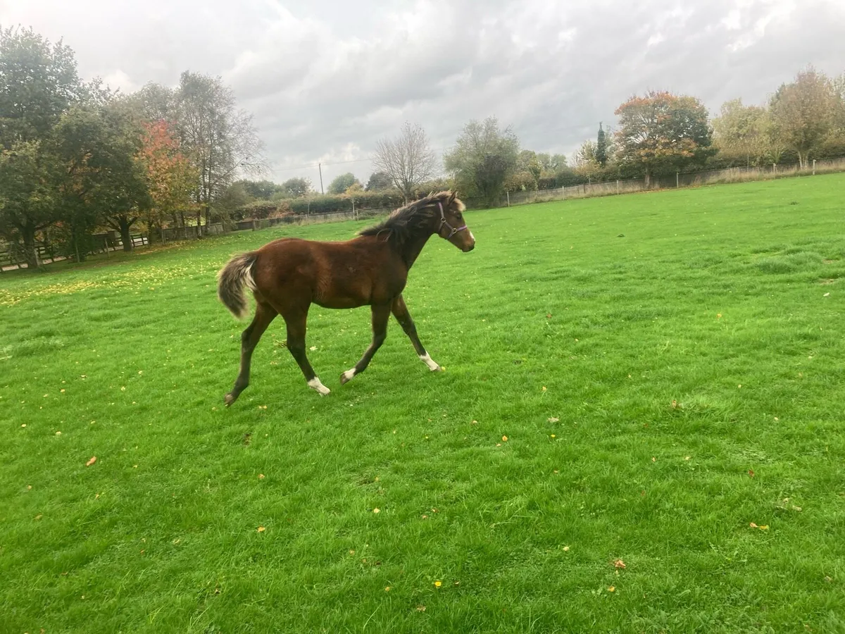 Filly foal - Image 1