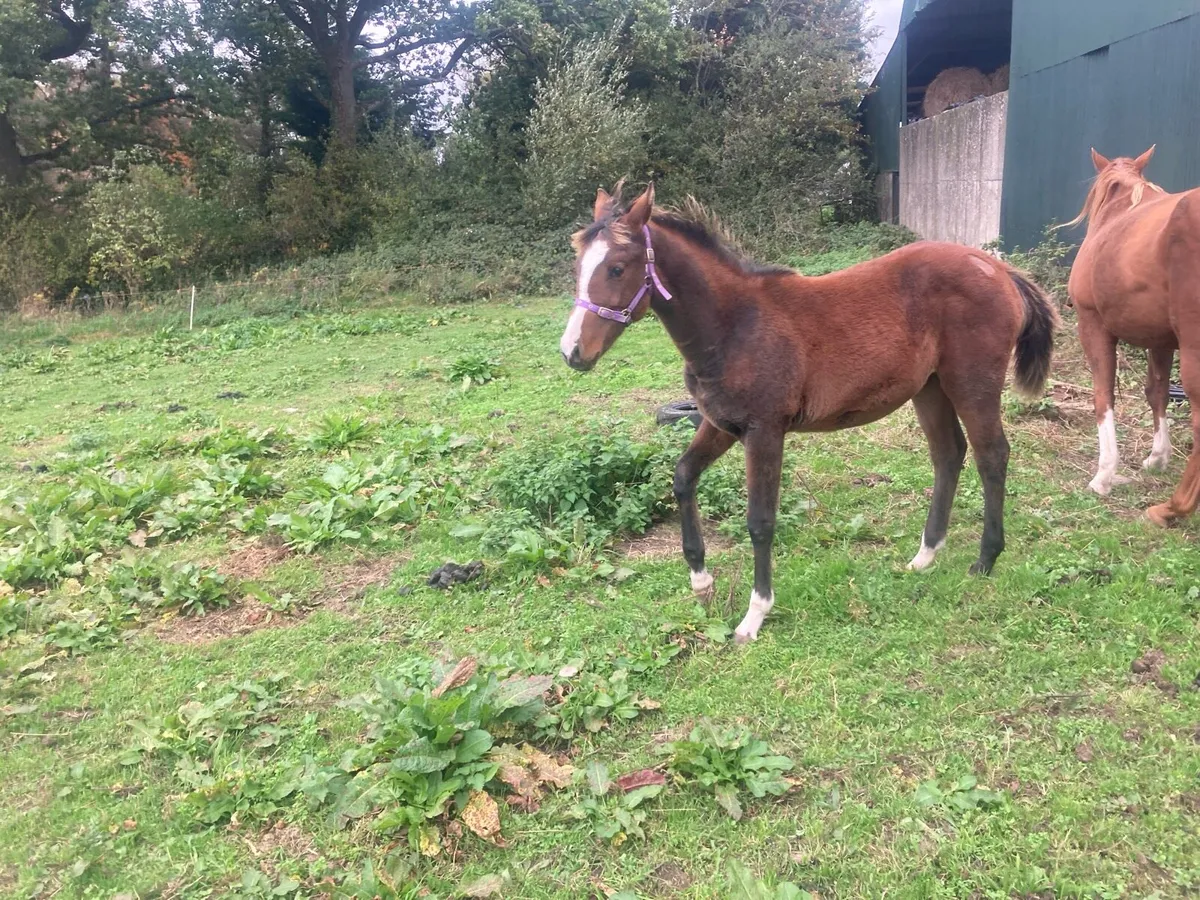 Filly foal - Image 2