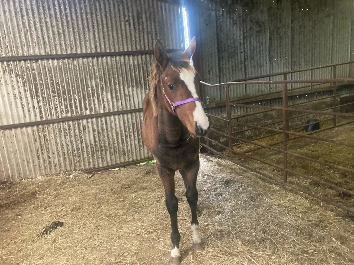 Filly foal - Image 3