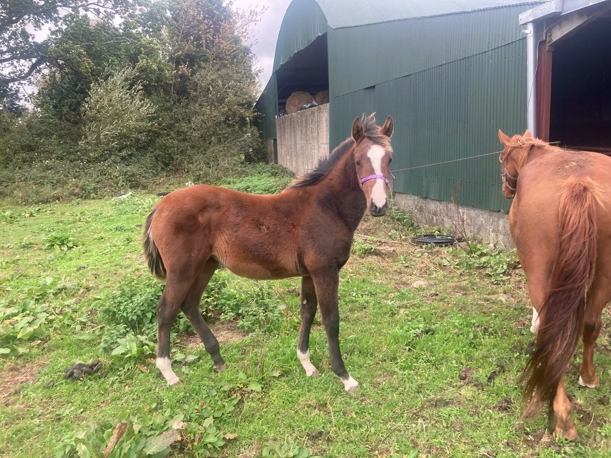 Filly foal - Image 4