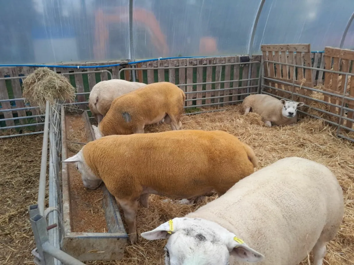 Top Quality Pedigree Texel Shearling - Image 3