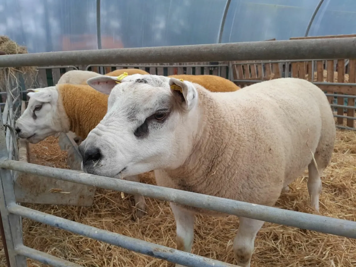 Top Quality Pedigree Texel Shearling - Image 1