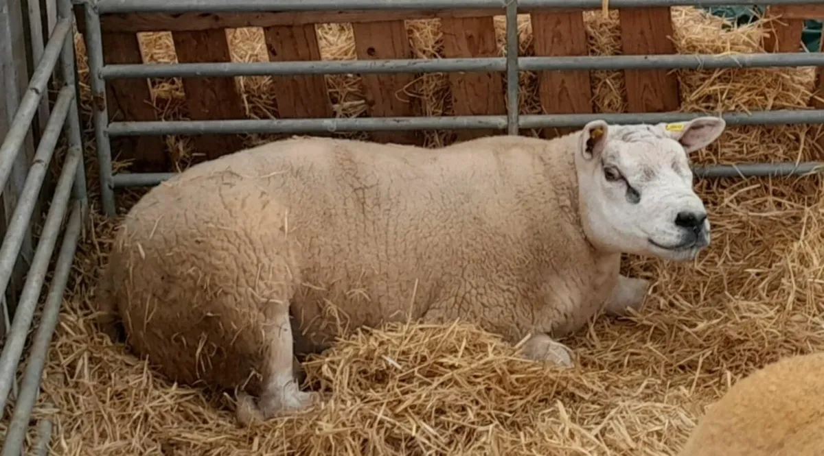 Top Quality Pedigree Texel Shearling - Image 4